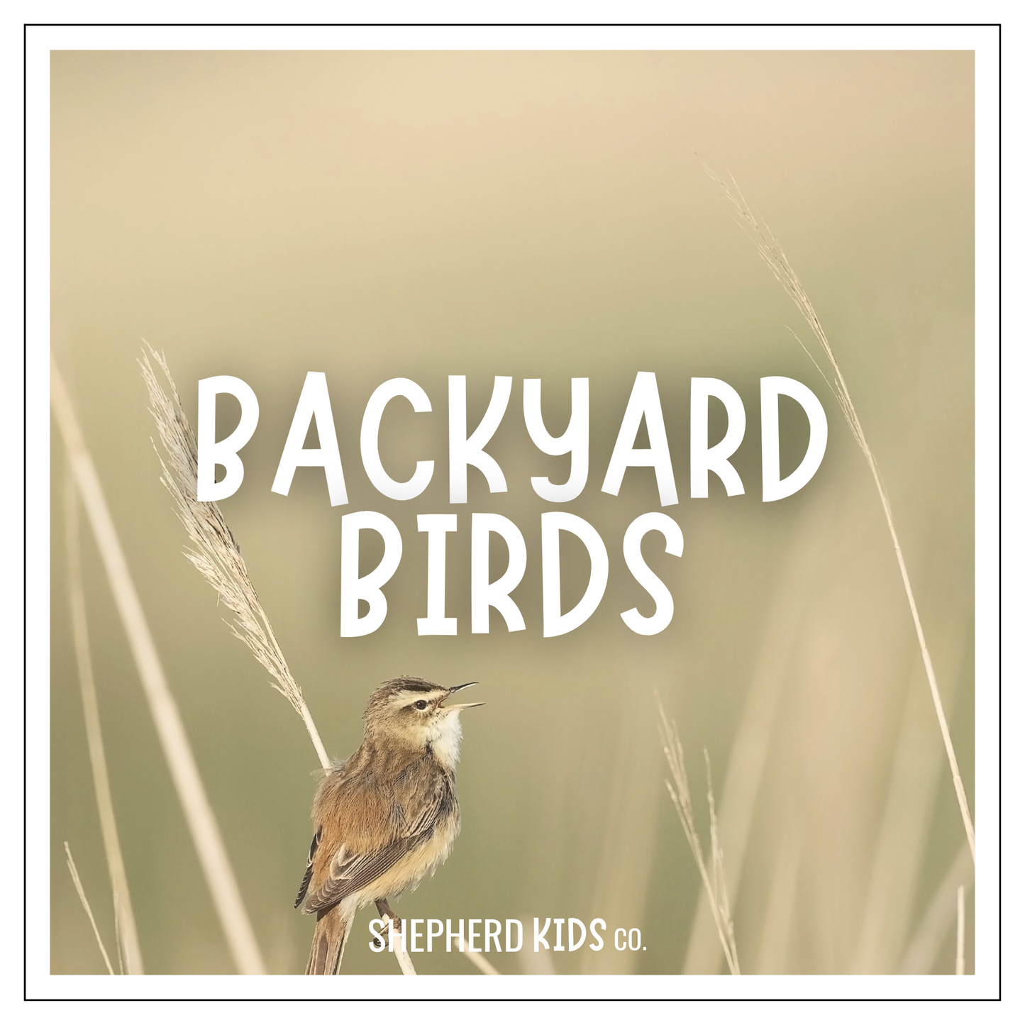 Backyard Birds