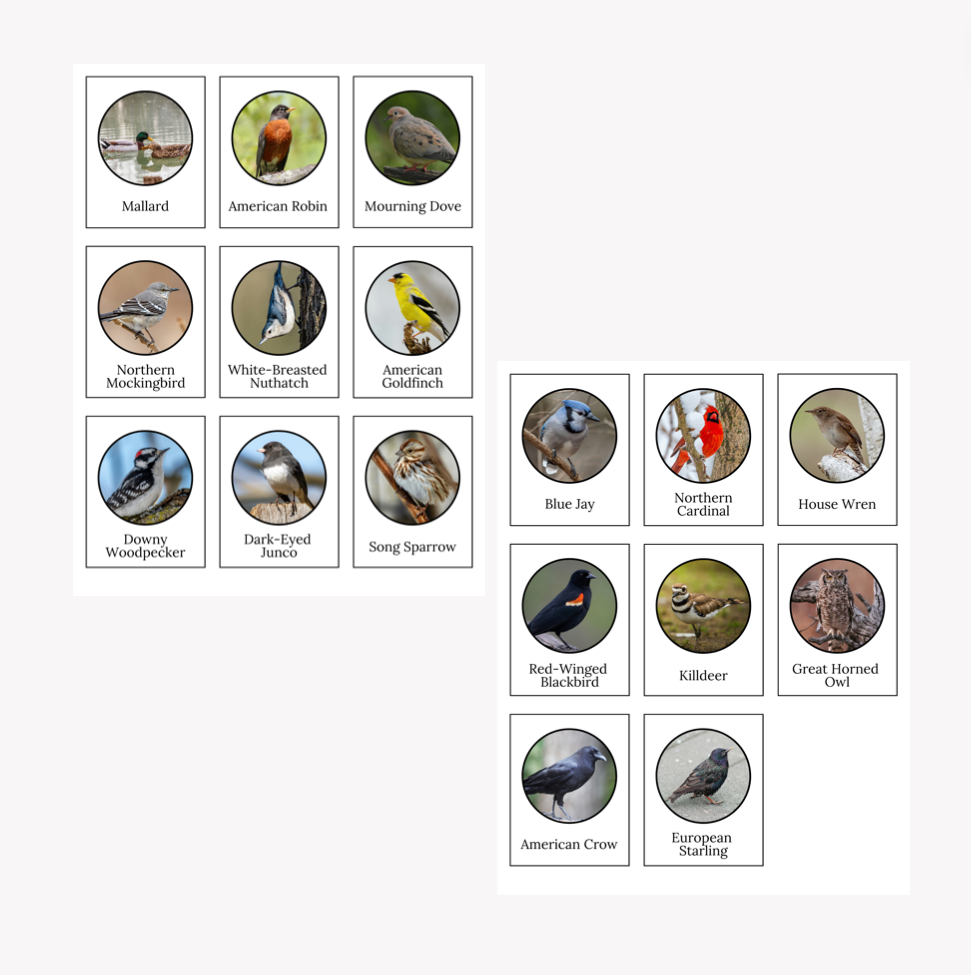 Free Printables - Backyard Birds