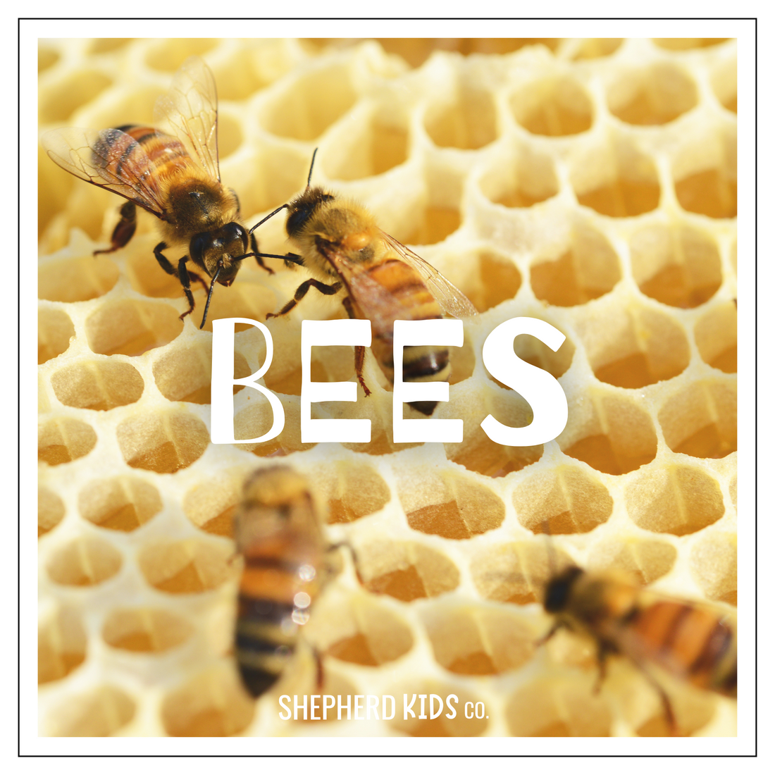 Bees – Shepherd Kids Co.